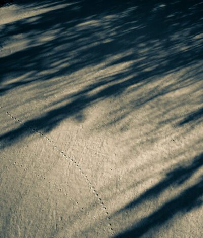 The lynx's tracks / La piste du lynx